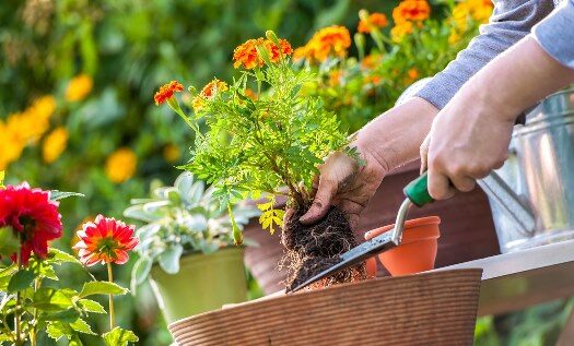 Как часто следует поливать растения в доме и в саду?